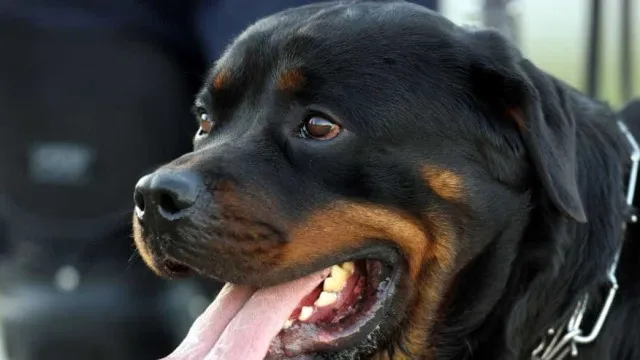 Idosa sofre ataque grave de rottweilers em Amparo, SP