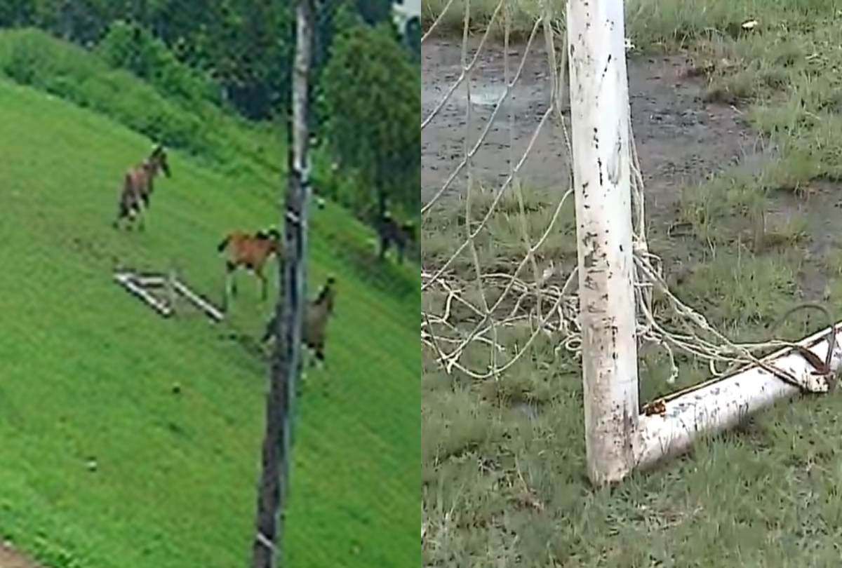 Trave de futebol desaba e atinge cavalos em Ponta Grossa