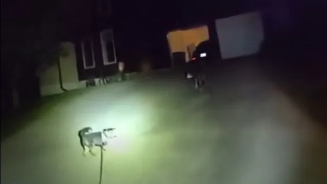 Ilustração de um cão pequeno em uma rua residencial, olhando em direção a uma viatura de polícia