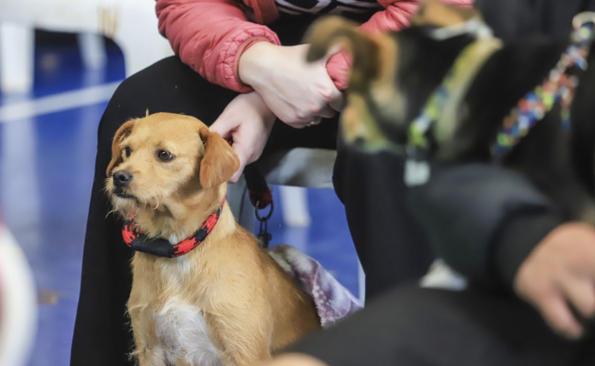 Curitiba abre cinco mil vagas para castração gratuita de cães e gatos